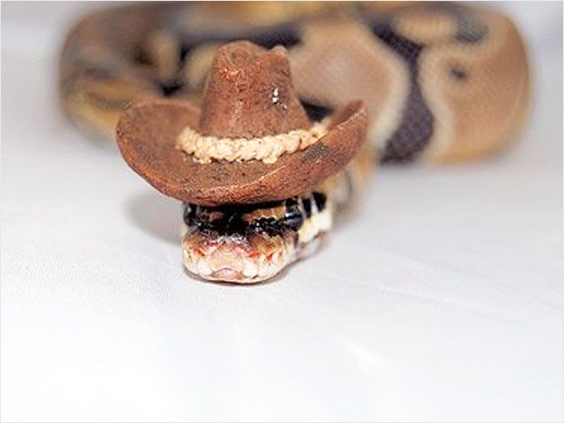 snek with cowboy hat